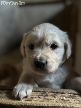 Golden Retriever kölykök