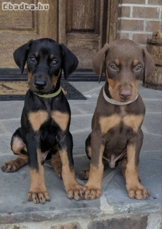 Doberman kölykök eladók