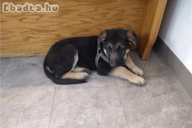 Németjuhász kölykök