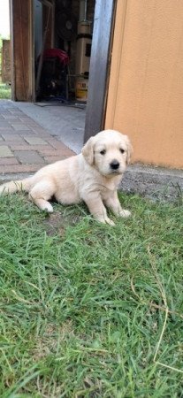 Golden retriever