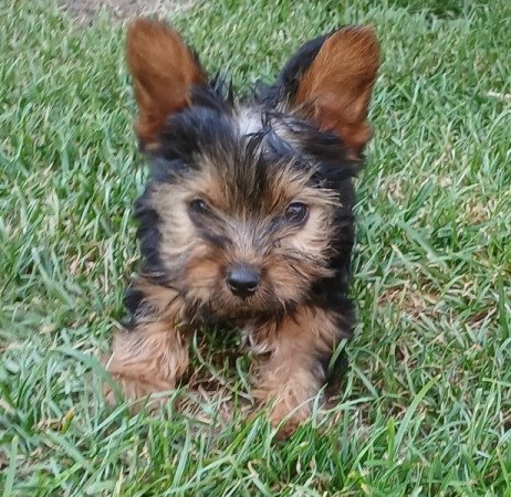 Yorkshire terrier