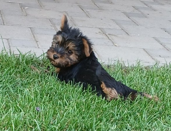 Yorkshire terrier