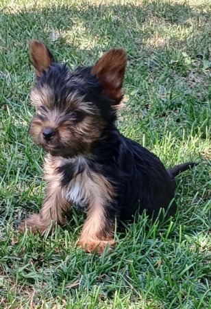 Yorkshire terrier