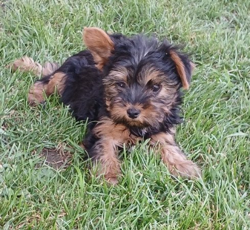 Yorkshire terrier