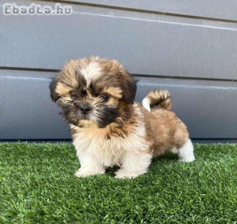Eladó Shi-tzu kölykök