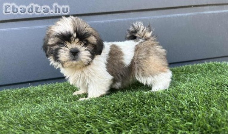 Eladó Shi-tzu kölykök