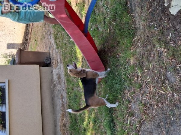 Beagle eladó
