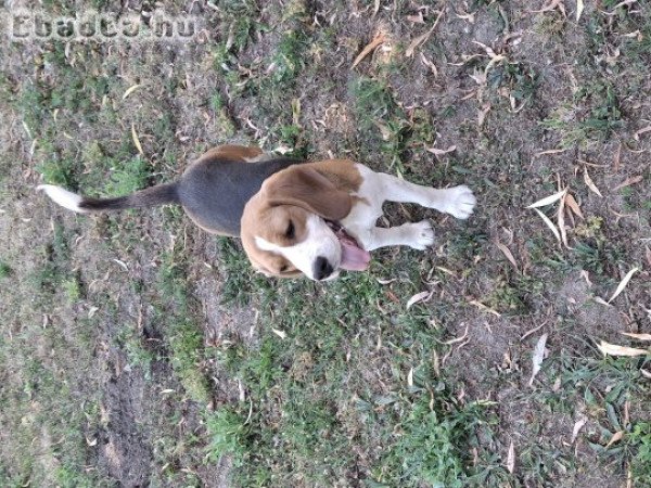 Beagle eladó