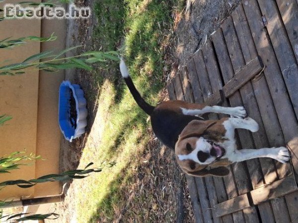 Beagle eladó