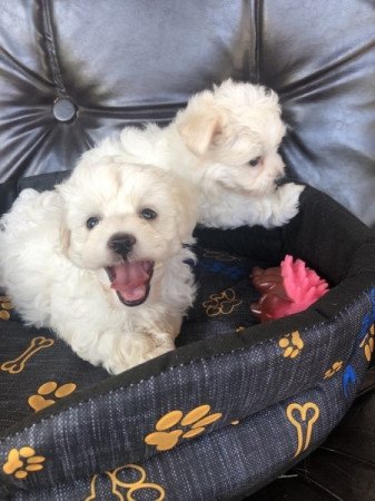 Bichon Havanese