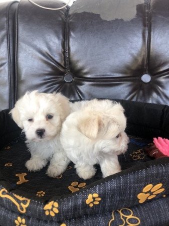 Bichon Havanese