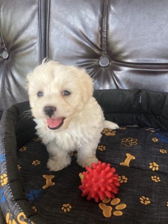 Bichon Havanese
