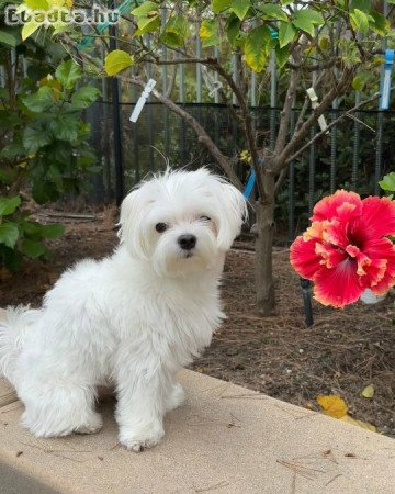 imádnivaló máltai kiskutya