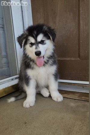 imádnivaló malamute kiskutya
