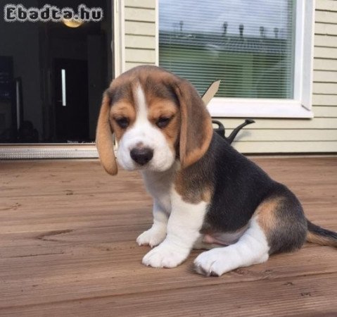 imádnivaló beagle kiskutya