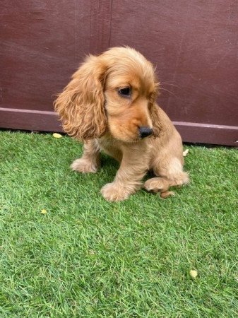 Angol cocker spániel