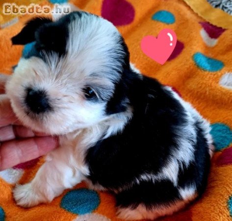 Havanese csodaszép kutyusok