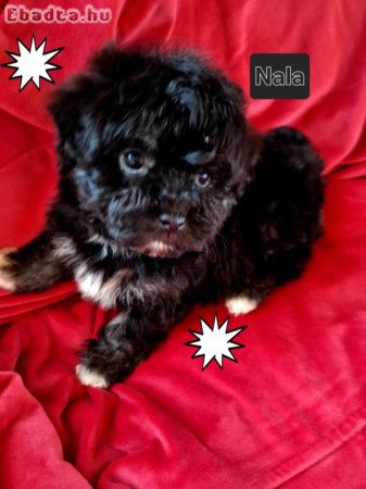 Havanese csodaszép kutyusok