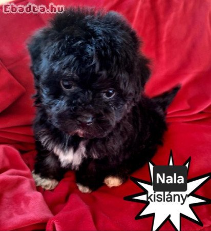 Havanese csodaszép kutyusok