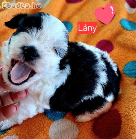 Havanese csodaszép kutyusok