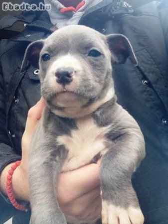 Amerikai staffordshire terrier kölykök