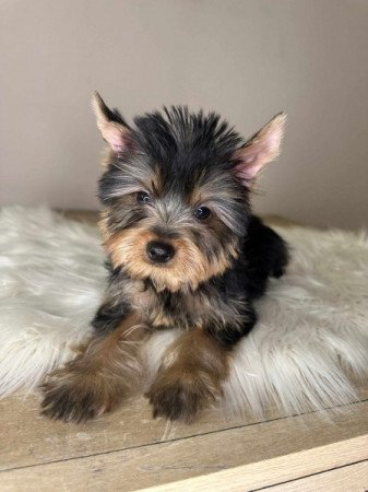 Yorkshire terrier