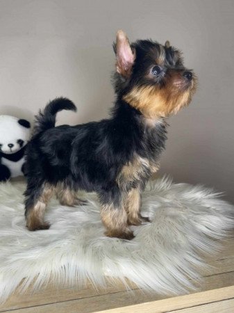 Yorkshire terrier