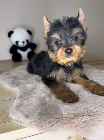 Yorkshire terrier