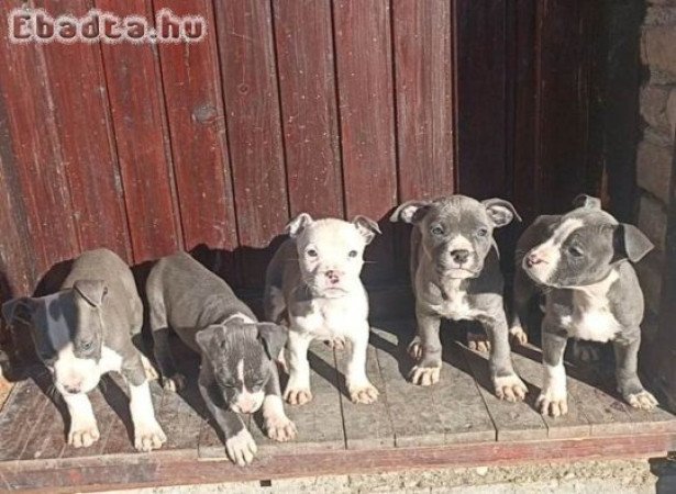 Amerikai staffordshire terrier kölykök