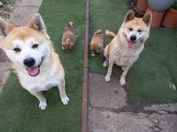 Japán Akita inu
