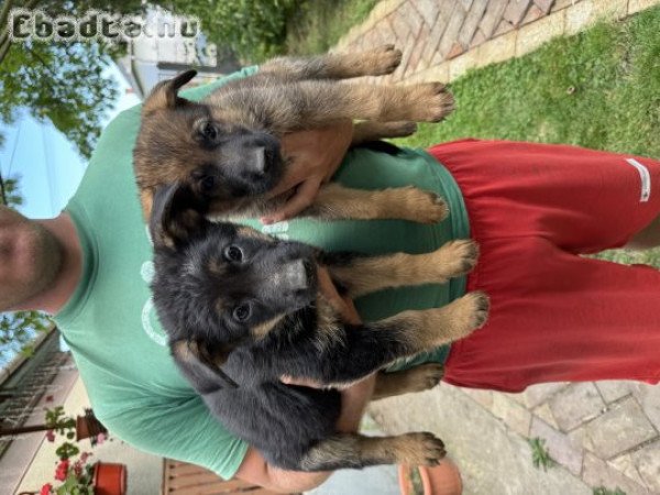 Törzskönyves alom, lekövethető szülőktől