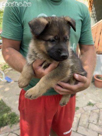 Törzskönyves alom, lekövethető szülőktől