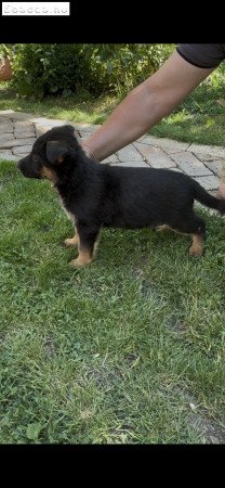 Törzskönyves alom, lekövethető szülőktől