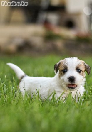 Eladó drótszőrű jack russel terrier kiskutyák