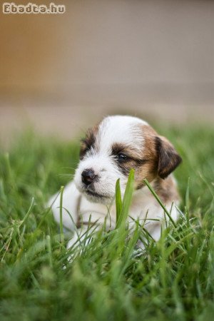 Eladó drótszőrű jack russel terrier kiskutyák