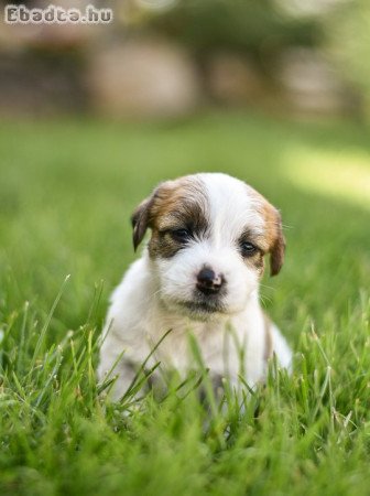 Eladó drótszőrű jack russel terrier kiskutyák