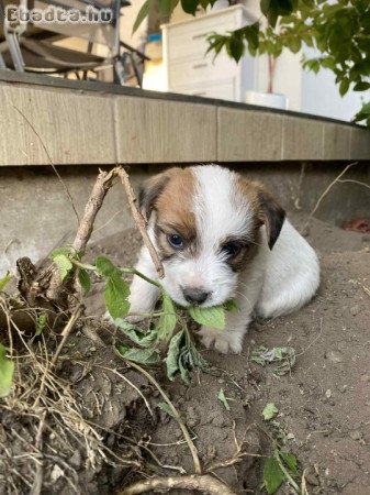 Eladó drótszőrű jack russel terrier kiskutyák