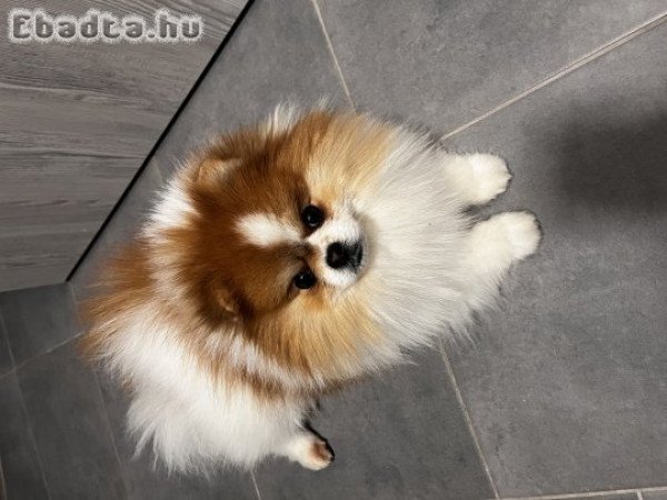 Ponerániai törpe spicc