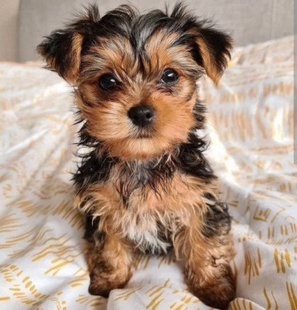Yorkshire terrier kölykök