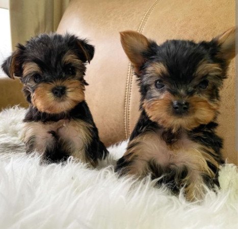 Yorkshire terrier kölykök