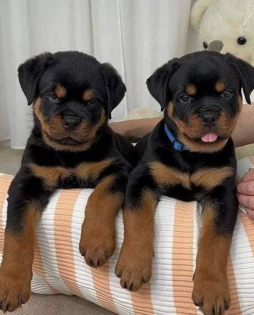 Rottweiler kölykök eladók.