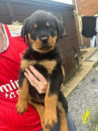 Rottweiler kölykök eladók.