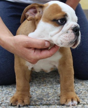 Angol bulldog Kölykök