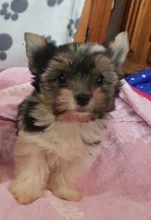 Yorkshire terrier biewer