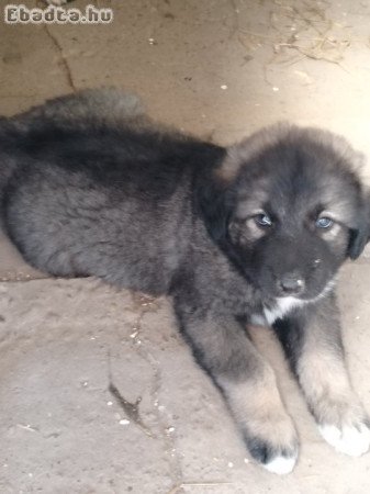 Kaukázusi fajta jellegű kölyök kutya eladó