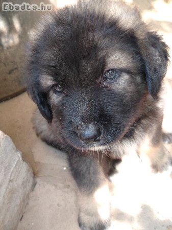 Kaukázusi fajta jellegű kölyök kutya eladó