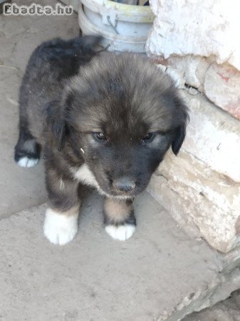 Kaukázusi fajta jellegű kölyök kutya eladó