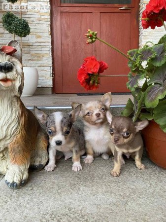 Gyönyörű 8hetes csivavák gazdisodnának Kecskeméten