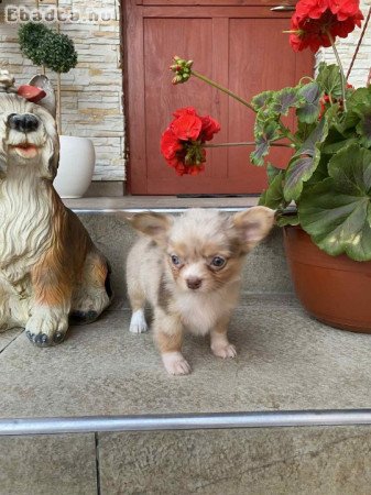 Gyönyörű 8hetes csivavák gazdisodnának Kecskeméten