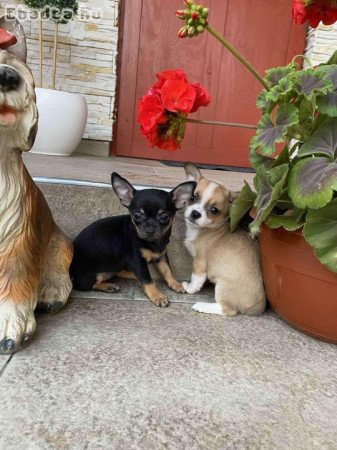 Gyönyörű 8hetes csivavák gazdisodnának Kecskeméten